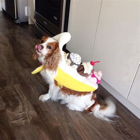 Banana Split Best Dog Costumes Dog Costumes Banana Split Costumes