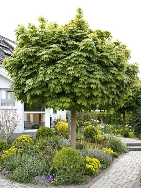Auch haselnuss, haselstrauch oder haselnussbaum hinweis: Hausbäume für kleine Gärten | Haus bäume, Garten, Bäume garten