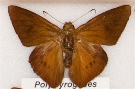 Porphyrogenes Probus Holotype Of Porphyrogenes Suva Evans 1952 Tl