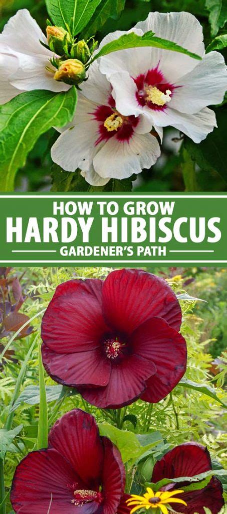 How To Grow Hardy Hibiscus Gardeners Path Isnca