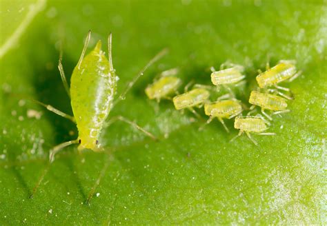 7 Common Types Of Aphid A Z Animals
