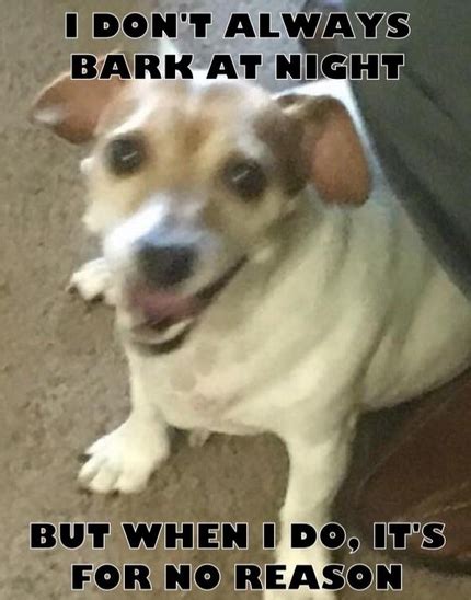 The 14 Funniest Jack Russell Terrier Memes Of The Week Petpress