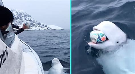 Wild Beluga Whale Plays Fetch With Boaters In Middle Of Arctic Ocean