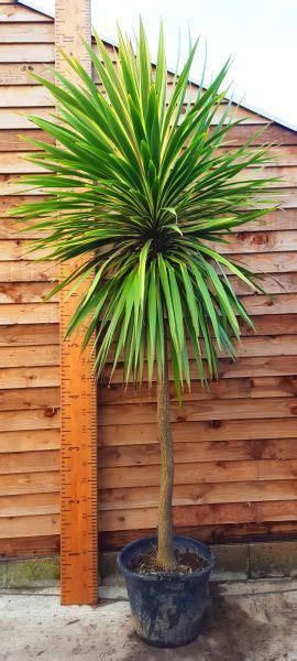 Cordyline Australis Variegata Or Variegated Cabbage Palm Uk Jardines