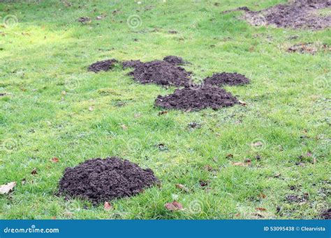 Mole Hills In The Grass Or Lawn Stock Photo Image Of Grass Hills