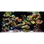 Saltwater Marine Reef Aquariums  Hollywood Fish Farm