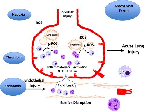 Endothelial Cell Signaling And Ventilator Induced Lung Injury