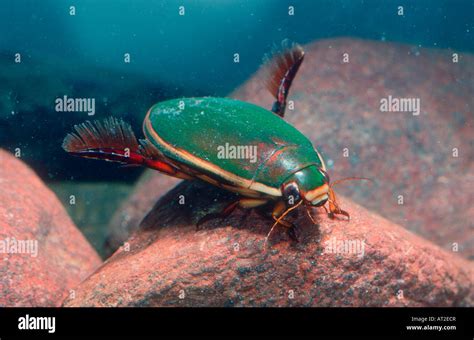 Water Or Diving Beetle Cybister Lateralimarginalis On Pond