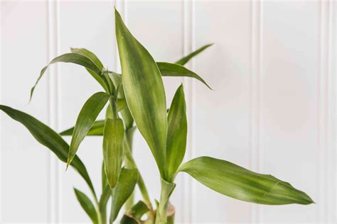 Lucky Bamboo Indoor Plant Care And Growing Guide