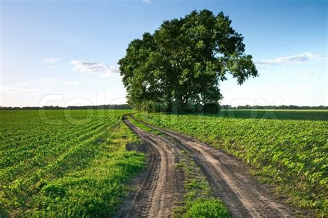 Country Road Through Green Fields And Stock Image Colourbox