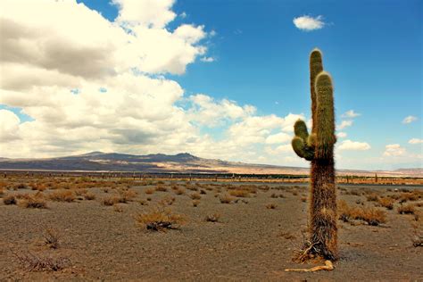 Fondos De Pantalla Cactus Argentina Paisaje Desierto Cielo Azul
