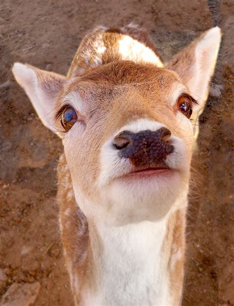 Baby Deer Face