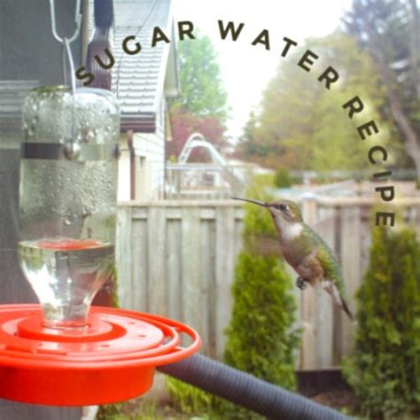 Simply bring 1 cup of tap water to a boil and stir in ¼ cup of domino® granulated pure cane sugar until fully dissolved. How to Make Hummingbird Food (Sugar Water Recipe)