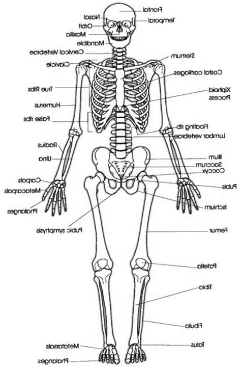 The Best Free Skeletal Drawing Images Download From 260 Free Drawings