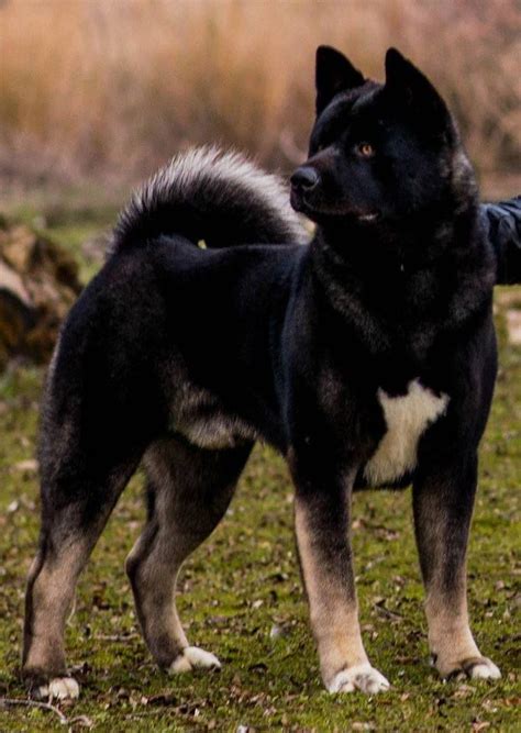 Akita K9 Dog Breeds Pets Lovers