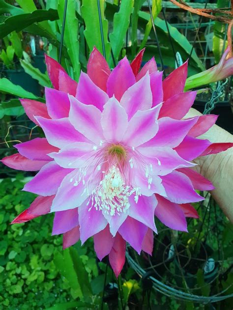 Epiphyllum Plant Care And Collection Of Varieties