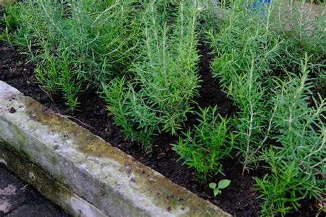 How To Plant Grow And Harvest Rosemary Harvest To Table