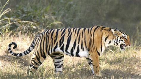 The Circus No Spin Zone Escaped Tiger Causes Scare In Northern Mexico
