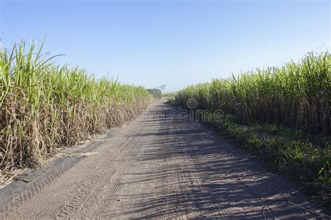 Dirt Road Farm Crops Stock Image Image Of Travel