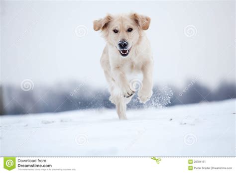 Golden Retriever Running In Snow Stock Image Image 28784151