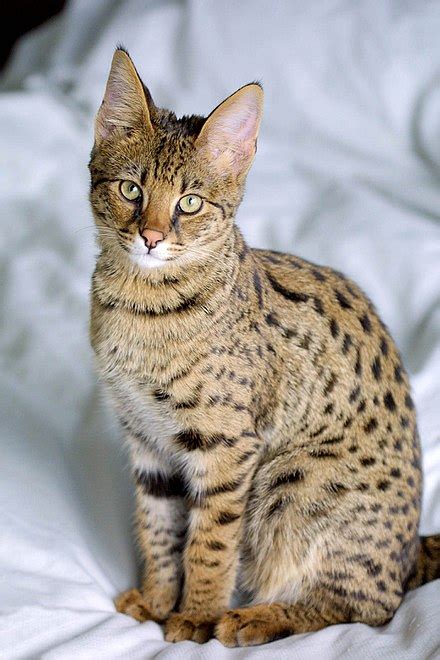 Savannah Cat Wikipedia