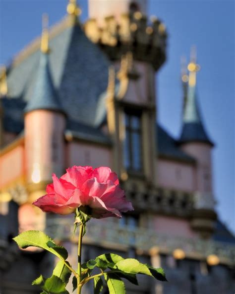 Disney Disneyland Rose Explored Flickr Photo Sharing
