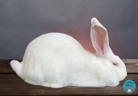 25 White Rabbit Breeds With Pictures & Videos