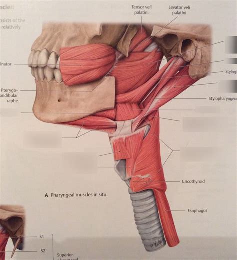 Suprahyoid And Infrahyoid Muscles Diagram Quizlet
