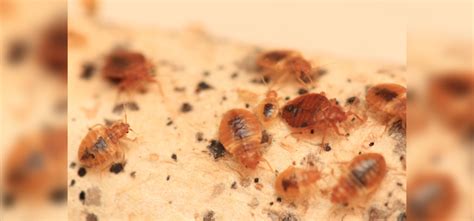 Orkin Bed Bug Treatment Cost 2023 Updated