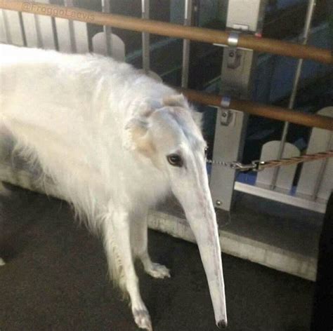 Snooot Long Face Dog Borzoi Know Your Meme