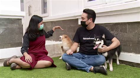 Mengenal Shiba Inu Si Anjing Jepang Yang Baik Yuk Ipop Youtube