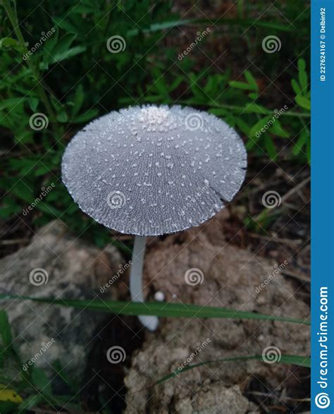 Morning Dew On A Mushroom Stock Image Image Of Flower 227624167