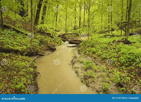 Spring Flood In Forest Vallley Stock Photo Image Of Green Trees