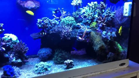 50 Gallon Sps Reef Tank Youtube