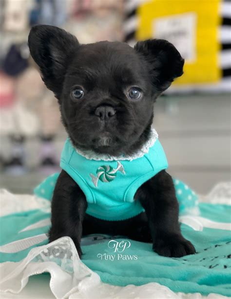 Our puppies are bred on a picturesque property located in the o'connell valley near bathurst, 2.5 hours drive west from sydney. Queen Of Spades Rare Fluffy Frenchie Puppy For Sale - Tiny ...