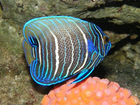 Blue Fca Angel Fish Pomacanthus Xanthometopon Superdomai Flickr