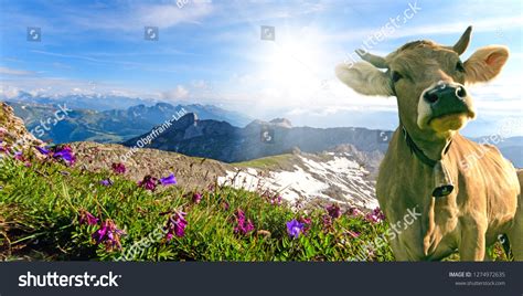 Switzerland Cows Over 22110 Royalty Free Licensable Stock Photos