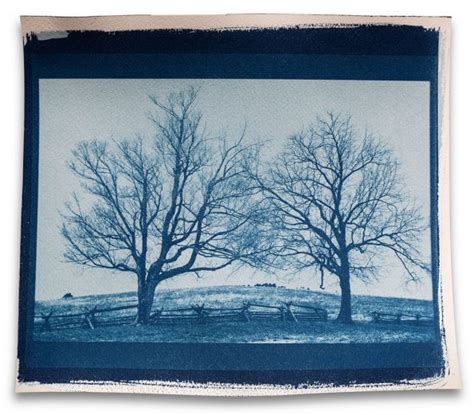 Toning Cyanotype Prints With Tea Tannins Shadows And Light