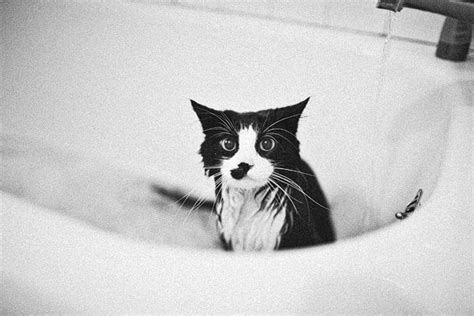A Black And White Cat Sitting In A Bathroom Sink Next To A Faucet