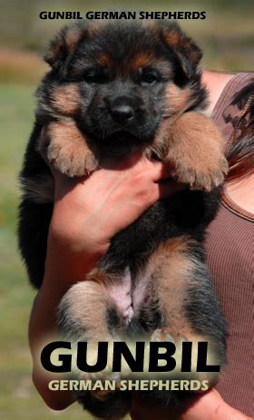 We are a small mom and 1 hour west of colorado springs, and about 2 hours sw of denver. Gunbil German Shepherd Breeders | Larkspur, Colorado 80118
