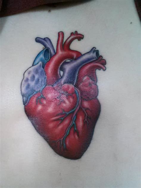 Anatomically Correct Heart Drawing At Getdrawings Free Download