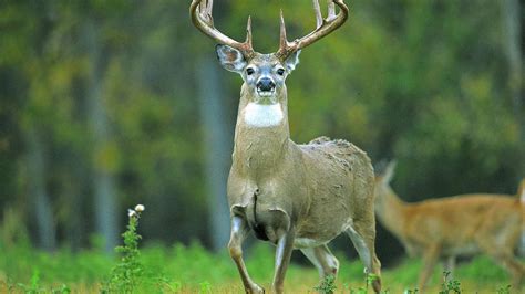 Animal Deer 5K Desktop Background Picture | HD Wallpapers