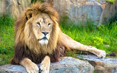Classification of animals kingdom, animals classification chart