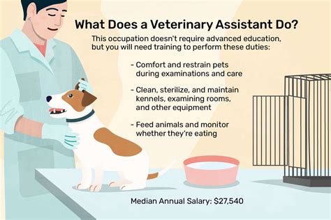 Veterinary Assistant Job Description Salary Skills And More