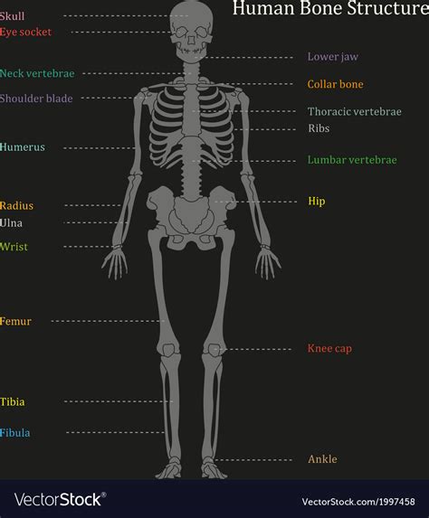 Human Bone Anatomy Diagram The Human Skeleton Peshsexam2 Body