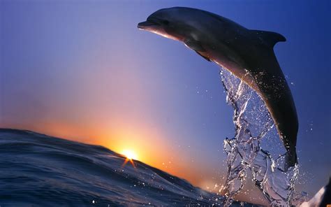 Dolphin Sunset Wallpapers Top Free Dolphin Sunset Backgrounds