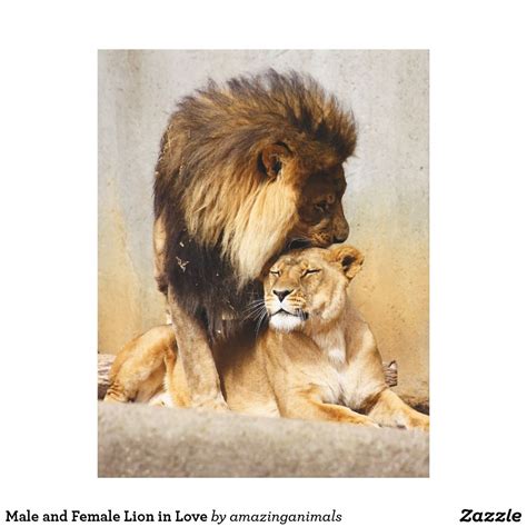 Male And Female Lion In Love Canvas Print Animals
