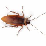 Cockroach Size Images