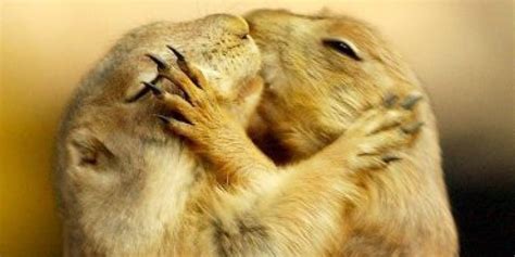 Cute Pictures Of Animals Kissing Animals World