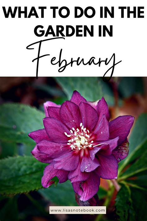 February Gardening What To Do In The Garden In February Lisas